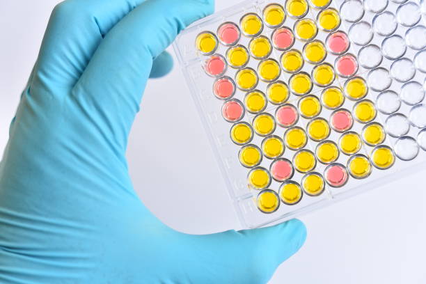 istock Enzyme-linked immunosorbent assay or ELISA plate 1227183081