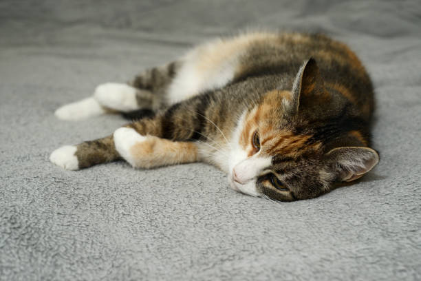 istock cat lies relaxing in bed on a gray bedspread 1227183203