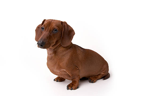 aislado mini perro dachshund - dachshund dog sadness sitting fotografías e imágenes de stock