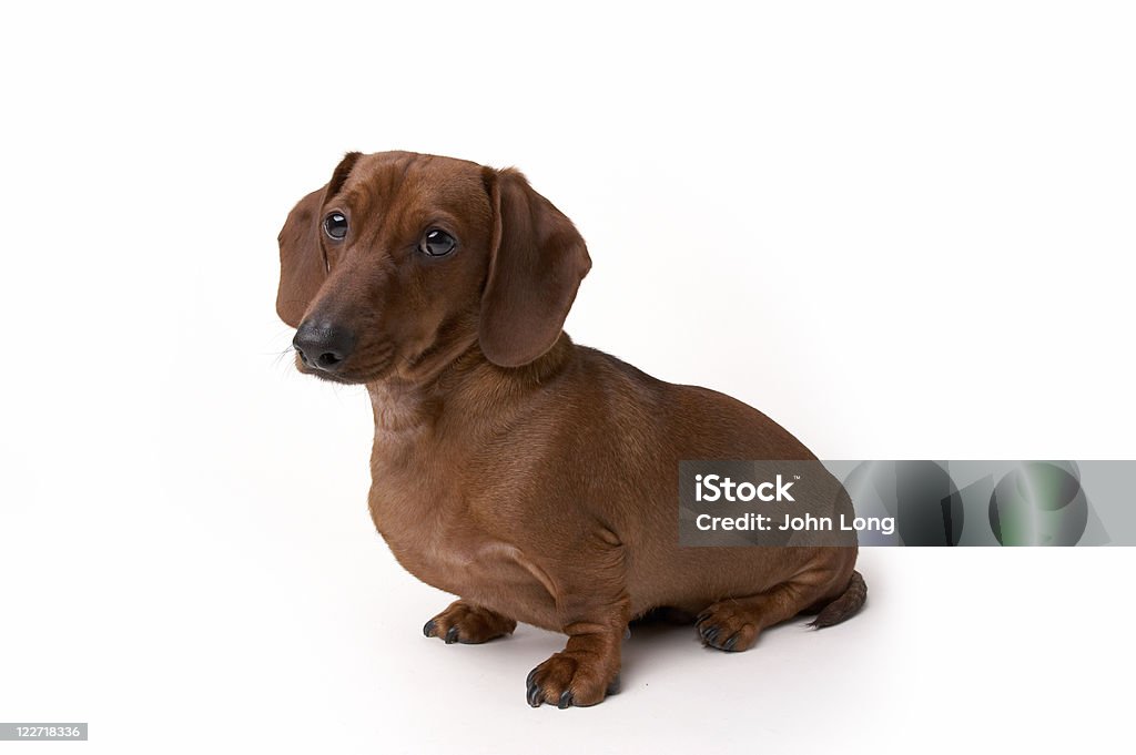 Mini Dachshund de cão isolado - Royalty-free Dachshund Foto de stock