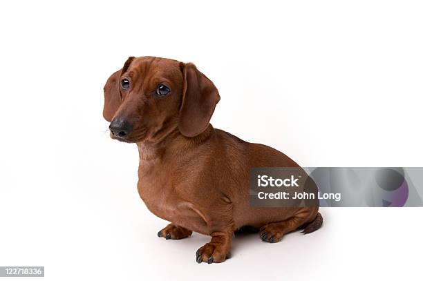 Mini Dachshund De Cão Isolado - Fotografias de stock e mais imagens de Dachshund - Dachshund, Animal, Brincalhão