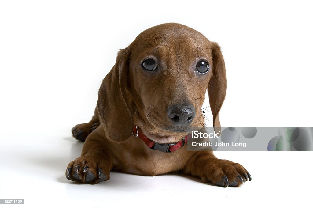 Cachorro Dachshund vermelho isolado Mini/cachorrinho - Royalty-free Animal Foto de stock