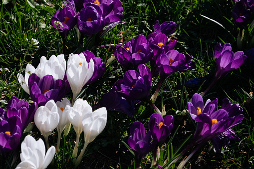Spring wallpaper with purple and white crocus in the park. Bright Easter Spring first flowers in green grass close up.