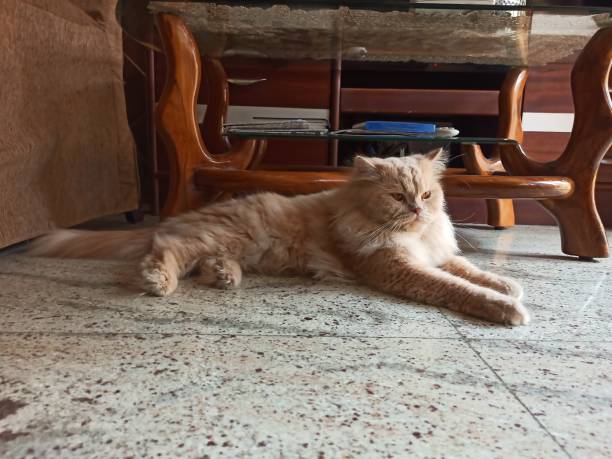 istock A beautiful cat a nice view images 1227184269
