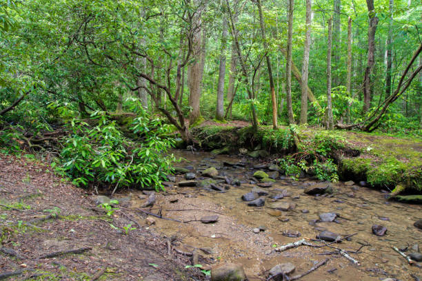 национальный парк грейт-смоки-маунтинс (great smoky mountains national park wilderness stream) - water stream gatlinburg great smoky mountains national park стоковые фото и изображения