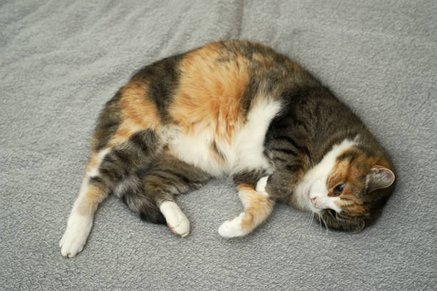 istock cat lies relaxing in bed on a gray bedspread 1227184345