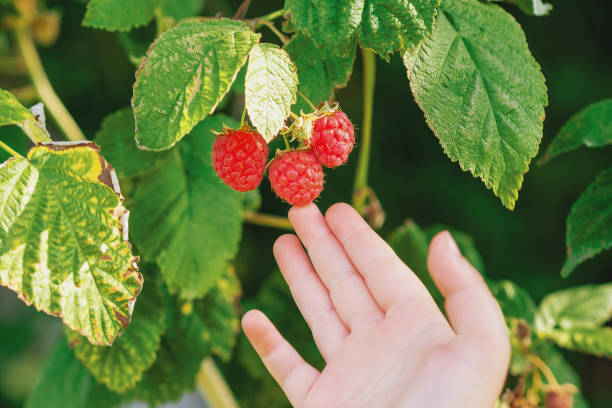 istock Hand of child touching a raspberry. 1227185323