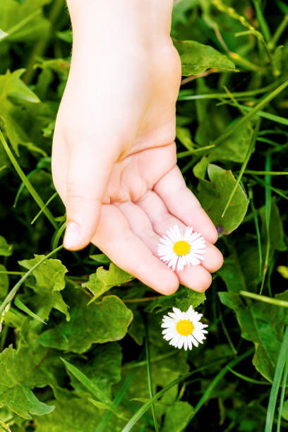 istock White daisy on palm of child. 1227185379