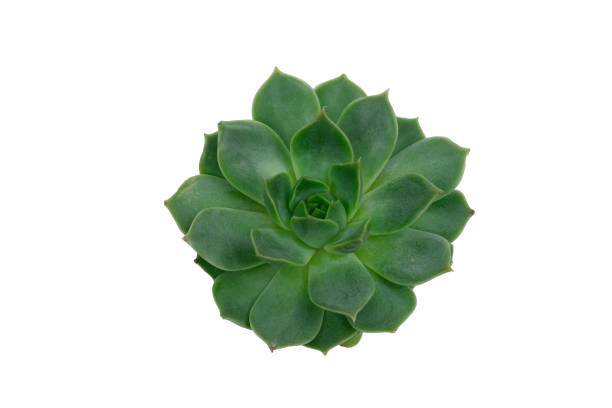 istock succulent flower close up isolated on a white background 1227185450