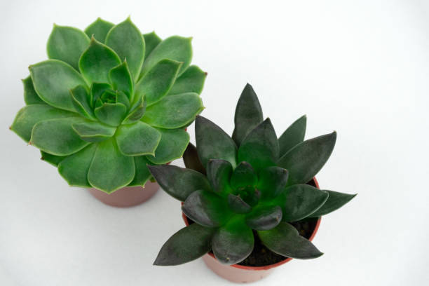 istock potted succulents on a white background 1227185892
