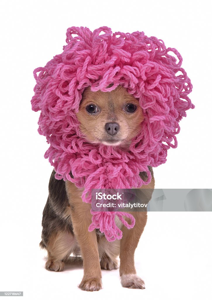Chihuahua cachorro wearing pink wig funny - Foto de stock de Accesorio personal libre de derechos