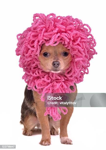 Chihuahua Cucciolo Con Divertente Parrucca Rosa - Fotografie stock e altre immagini di Abbigliamento - Abbigliamento, Accessorio personale, Animale