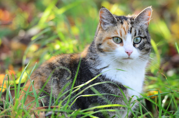 istock tricolor cat sitting on a sunny meadow 1227186648