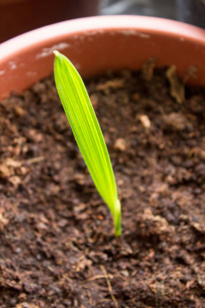 Yung green plant with small leaves close up. Home gardening concept.