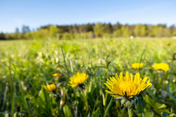 panoramiczny widok na świeżą zieloną trawę z kwiatami mniszka lekarskiego na polu i błękitne niebo w wiosenne lato na świeżym powietrzu.  piękny naturalny krajobraz z miękkim ostrości, kopiuj przestrzeń. - 5106 zdjęcia i obrazy z banku zdjęć