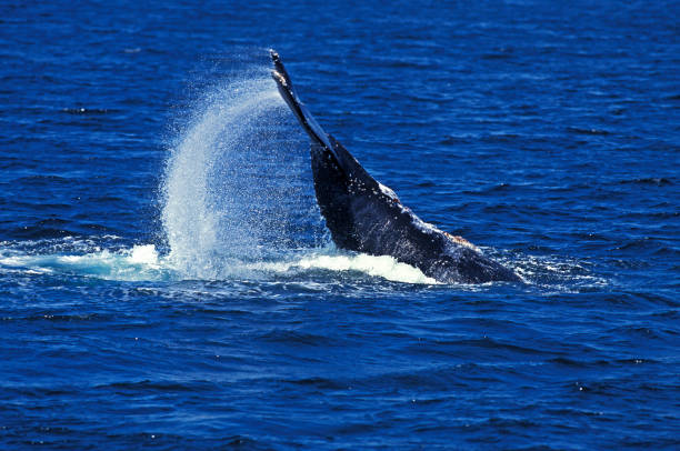 istock HUMPBACK WHALE megaptera novaeangliae, LOB-TAILING BEHAVIOR, BEATING TAIL AGAINST WATERS SURFACE, ALASKA 1227190790