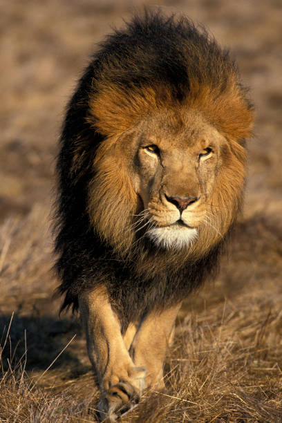 istock AFRICAN LION panthera leo, MALE WALKING ON DRY GRASS 1227190898