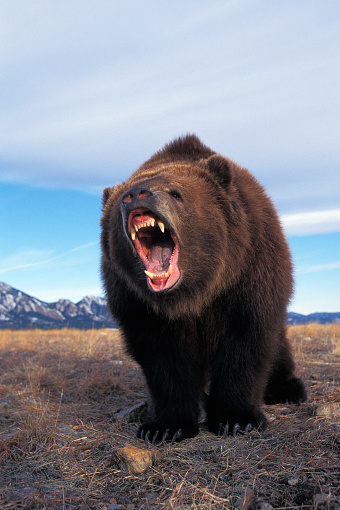 KODIAK BEAR ursus arctos middendorffi, ADULT WITH WIDE OPEN MOUTH, THREAT POSTURE, ALASKA