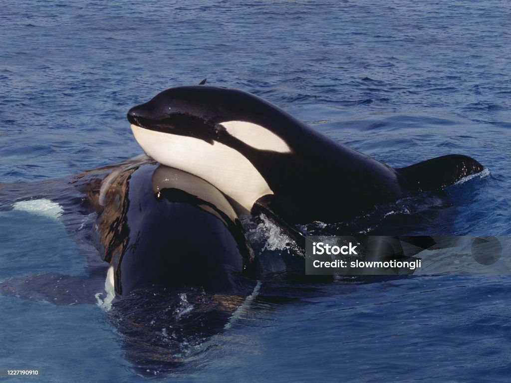 Killer Whale Orcinus Orca Người Lớn Đứng Trên Bề Mặt Hình ảnh Sẵn ...