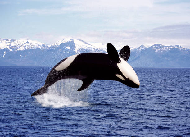 istock KILLER WHALE orcinus orca, ADULT LEAPING, CANADA 1227190913