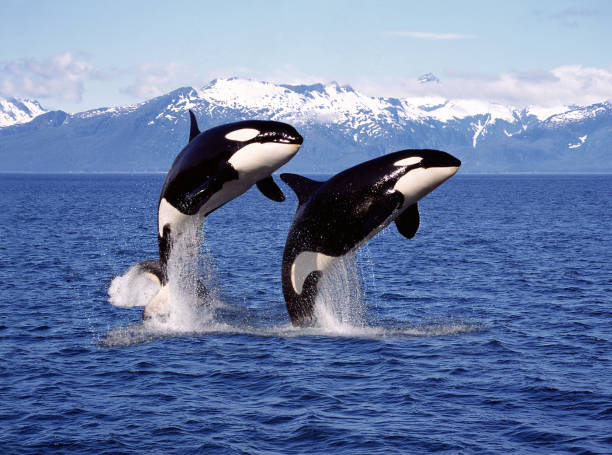 killer whale orcinus orca, pair leaping, canada - baleine photos et images de collection