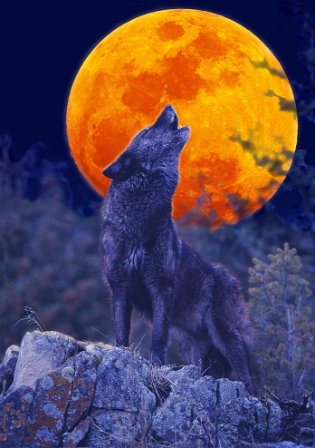 EUROPEAN WOLF canis lupus, ADULT HOWLING AT MOON