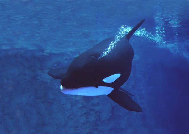 istock KILLER WHALE orcinus orca, ADULT 1227190945