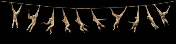 WHITE-HANDED GIBBON hylobates lar, FEMALE HANGING FROM LIANA, MOVEMENT SEQUENCE