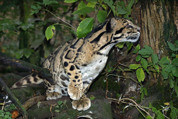 istock CLOUDED LEOPARD neofelis nebulosa, ADULT 1227190992