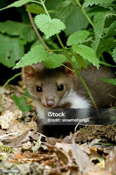Stone Marten Or Beech Marten Martes Foina Young Standing On Dry Leaves Normandy In France Stock Photo - Download Image Now