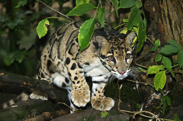 istock CLOUDED LEOPARD neofelis nebulosa, ADULT 1227191000