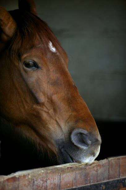 istock HORSE IN STABLE, EATING WOOD 1227191070