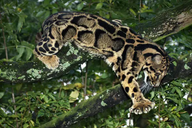 CLOUDED LEOPARD neofelis nebulosa, ADULT STANDING IN TREE