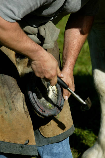 istock BLACKSMITH SHODING A PERCHERON HORSE, FILING THE HOFF, NORMANDY IN FRANCE 1227191094