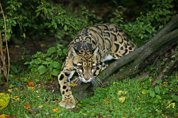 istock CLOUDED LEOPARD neofelis nebulosa, ADULT 1227191101