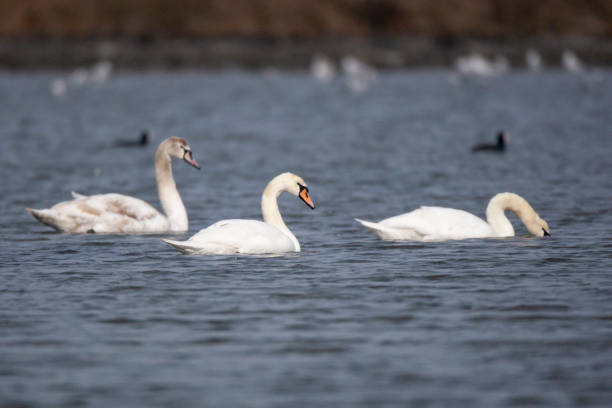 istock Mute Swan » Cygnus olor 1227191337