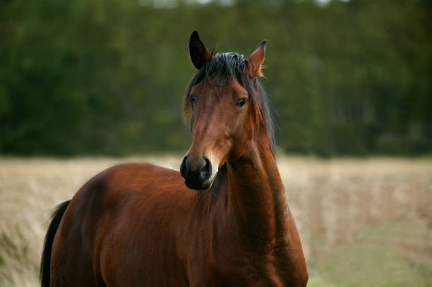 istock LUSITANO HORSE IN MEADOW 1227191563