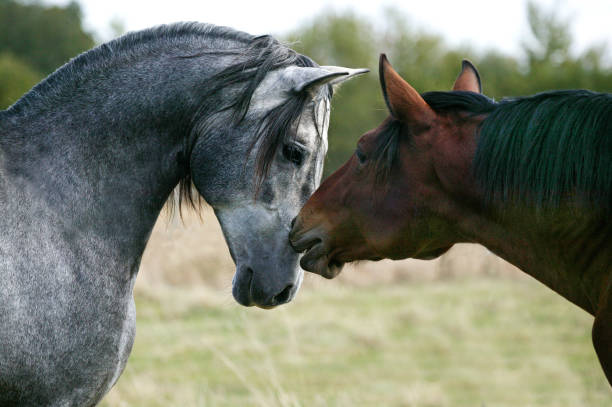 istock LUSITANO HORSE, HORSES SMELLING EACH OTHER 1227191574