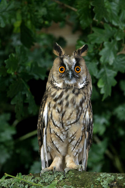 istock LONG-EARED OWL asio otus, ADULT ON BRANCH, NORMANDY 1227191631