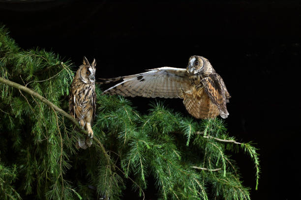 istock LONG-EARED OWL asio otus, PAIR STANDING ON BRANCH, NORMANDY 1227191665