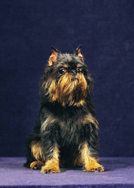 istock BELGIAN GRIFFON OR BRUSSELS GRIFFON (OLD STANDARD BREED WITH CUT EARS) 1227191731