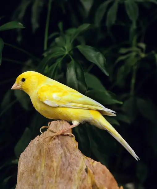 MALINOIS CANARY OR SONG CANARY, ADULT STANDING ON STONE