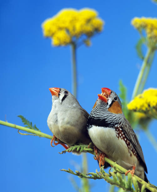 ZEBRA FINCH taeniopygia guttata, PAIR STANDING ON BRANCH, MALE SINGING ZEBRA FINCH taeniopygia guttata, PAIR STANDING ON BRANCH, MALE SINGING zebra finch stock pictures, royalty-free photos & images