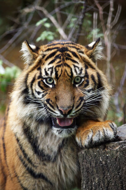 sumatran tiger panthera tigris sumatrae, porträtt av vuxen - sumatratiger bildbanksfoton och bilder