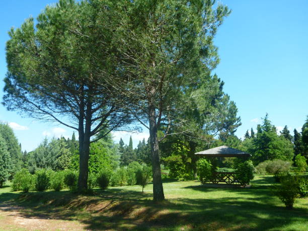 Brijuni National Park, Istria, Croatia
