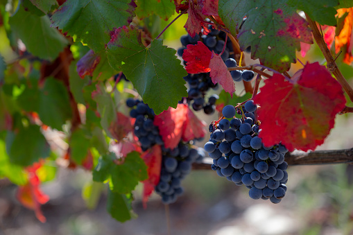 UNESCO World Heritage, Blue Grapes from the Douro Valley endless lines of Vineyards, in Peso da Regua, Vila Real, Portugal.