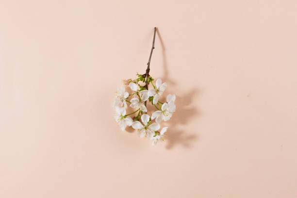 istock flowering branches on a pastel background with a place for an inscription. 1227192259