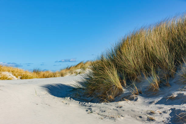 istock Dune grass with sand by the sea 1227193147