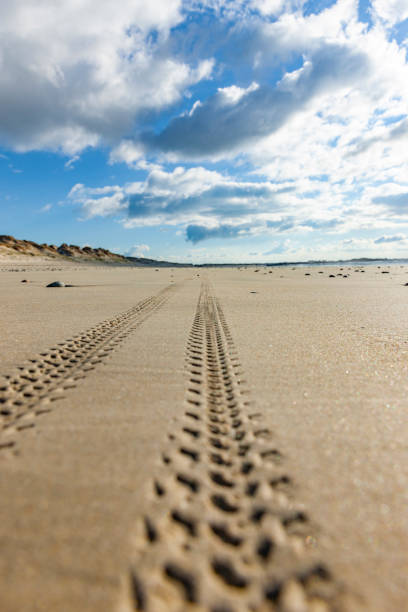 istock Tire tracks on the beach 1227193210
