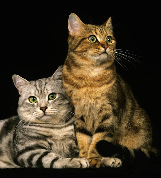 istock BROWN TABBY WITH SILVER TABBY DOMESTIC CAT AGAINST BLACK BACKGROUND 1227194924